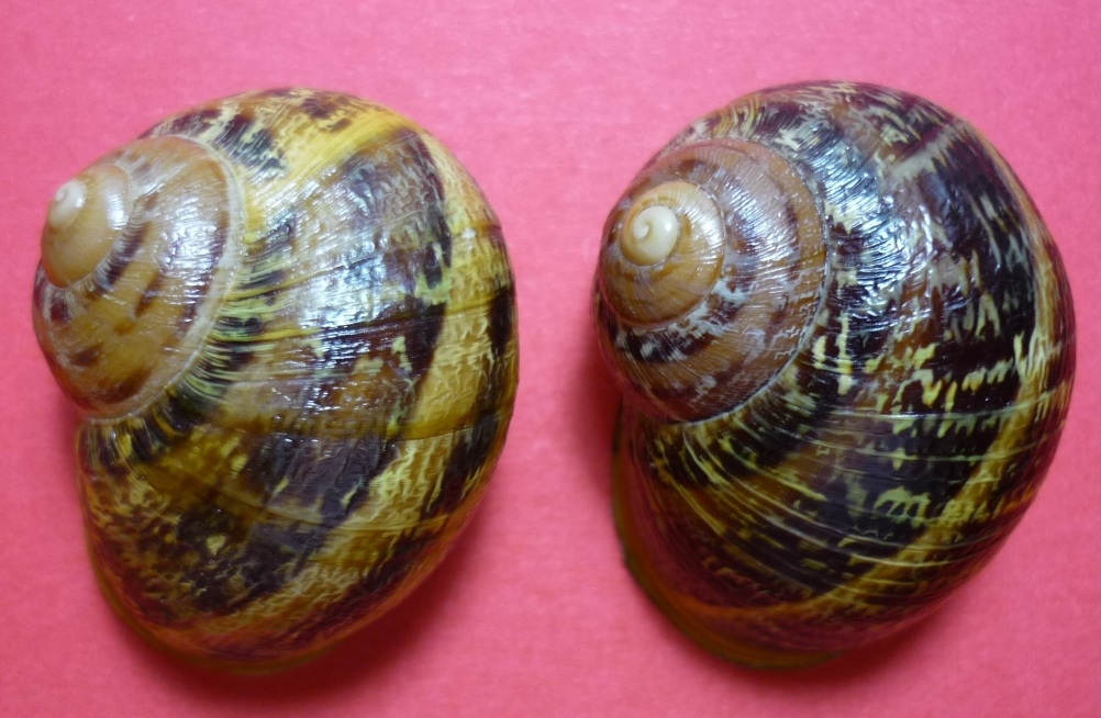 Isola Maggiore sul Trasimeno